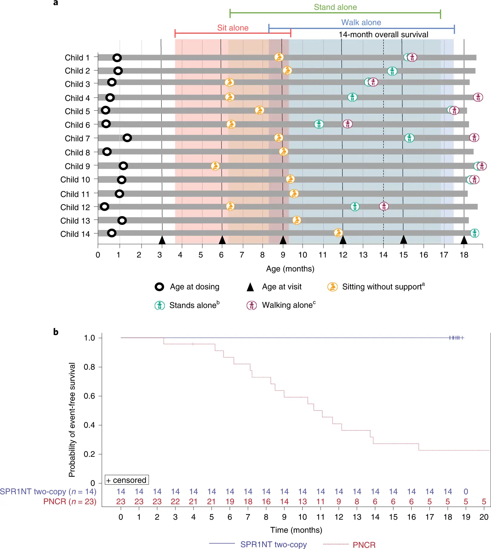 New results of clinical trials for gene therapy in the treatment of SMA again confirm the effectiveness of this therapy in children treated with presymptoms