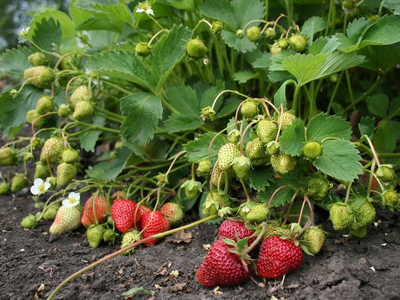 New strawberry varieties: description and characteristics