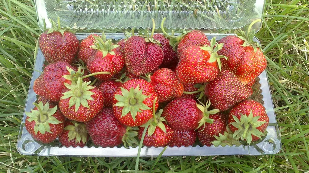 New strawberry varieties: description and characteristics