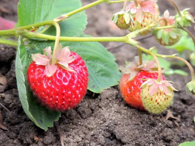 New strawberry varieties: description and characteristics