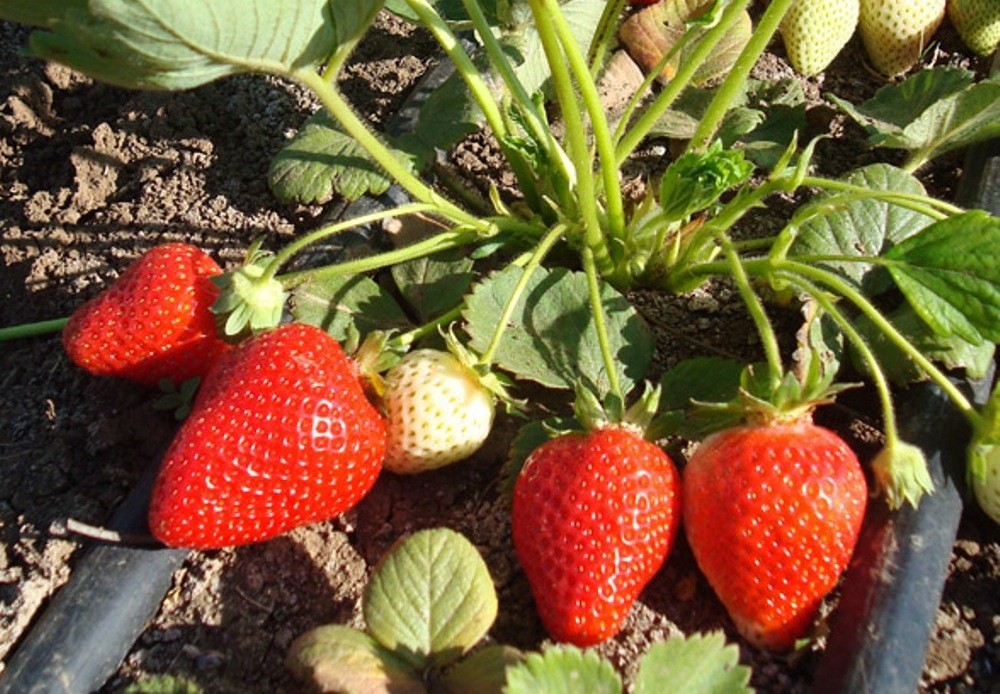 New strawberry varieties: description and characteristics