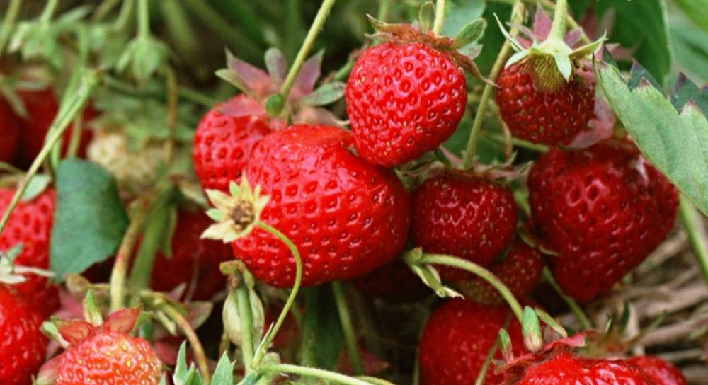 New strawberry varieties: description and characteristics