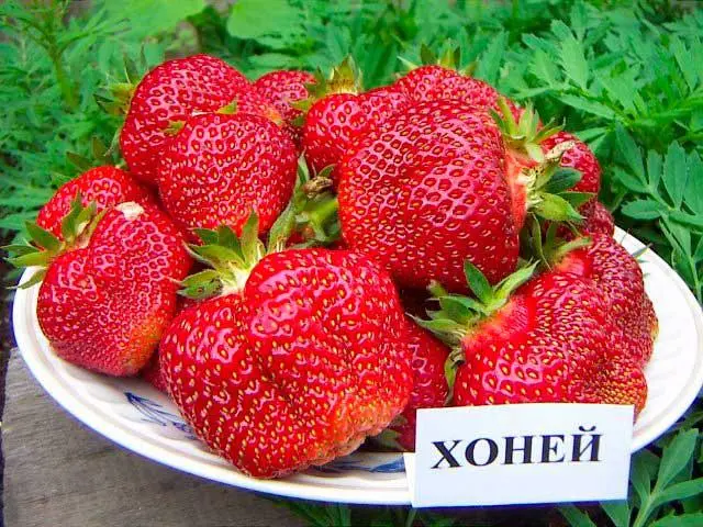 New strawberry varieties: description and characteristics