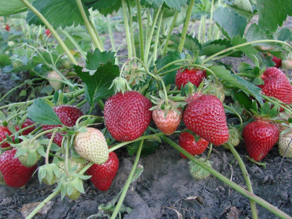 New strawberry varieties: description and characteristics