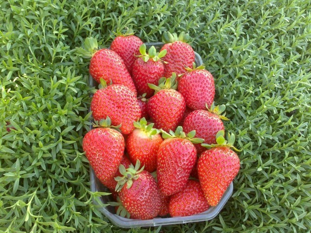 New strawberry varieties: description and characteristics