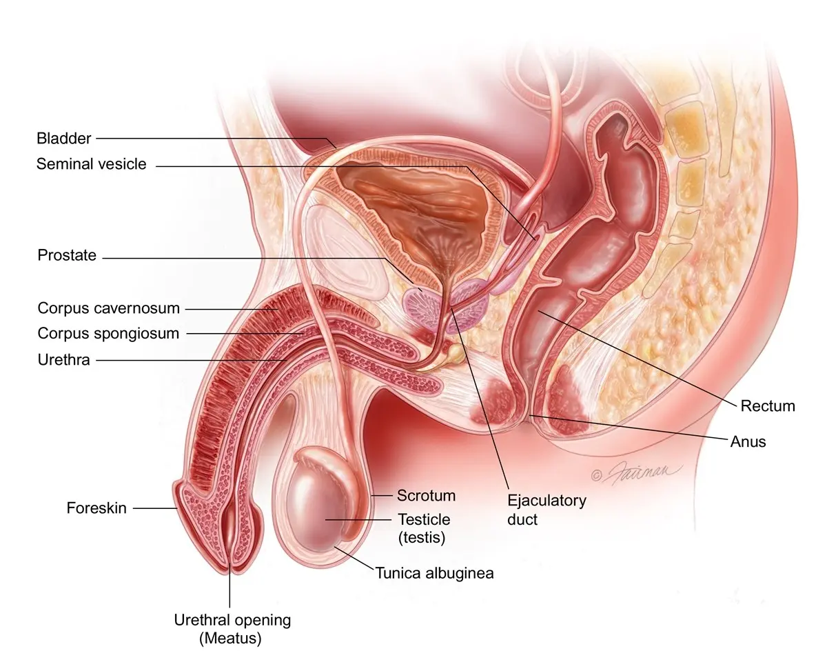 New treatment options for prostate cancer as a chance for a longer life