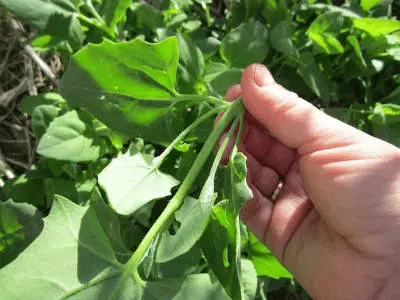 New Zealand spinach (tetragonium): description, photo, reviews