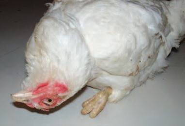 Newcastle disease in chickens: treatment, symptoms