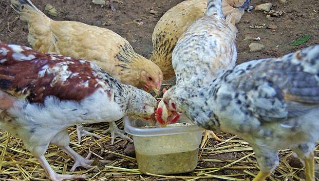 Newcastle disease in chickens: treatment, symptoms
