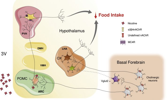 Nicotine as a drug for obesity