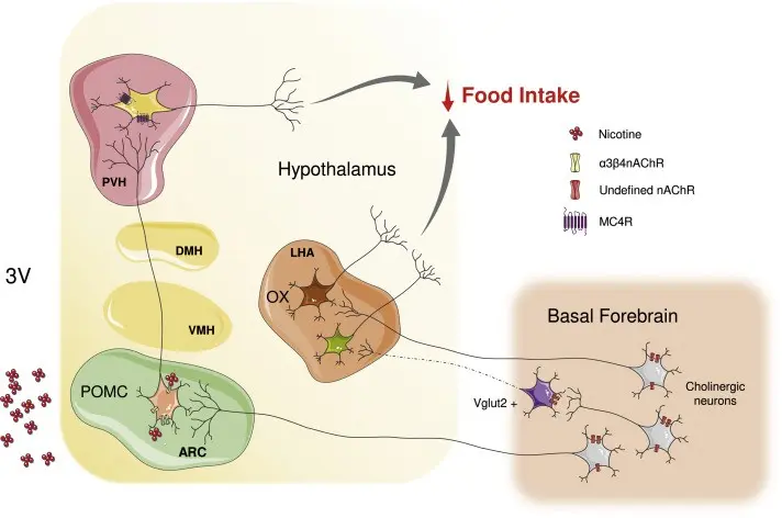Nicotine as a drug for obesity