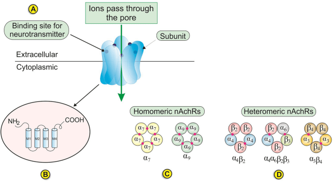 Nicotine may directly contribute to the development of breast cancer