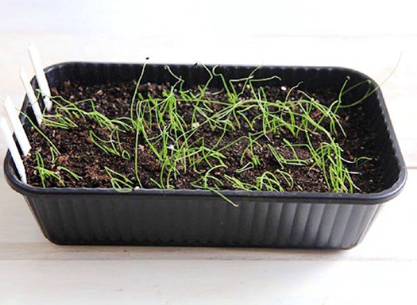 Nigella onion: how to grow (video tutorial and step by step instructions)