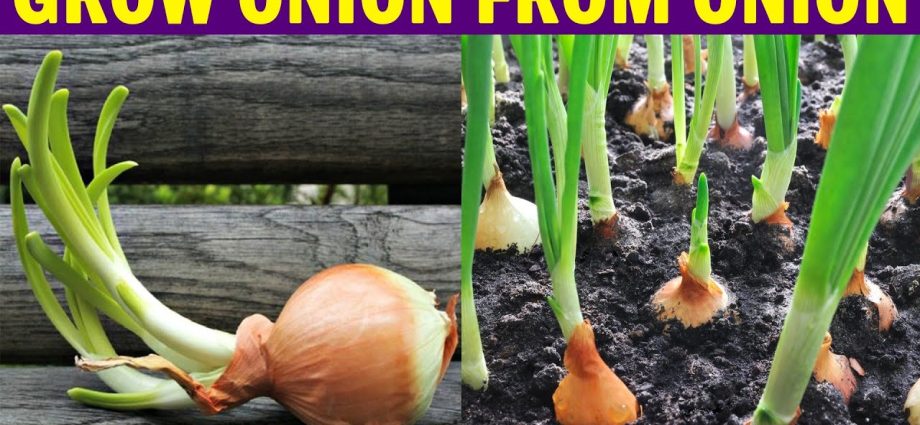 Nigella onion: how to grow (video tutorial and step by step instructions)