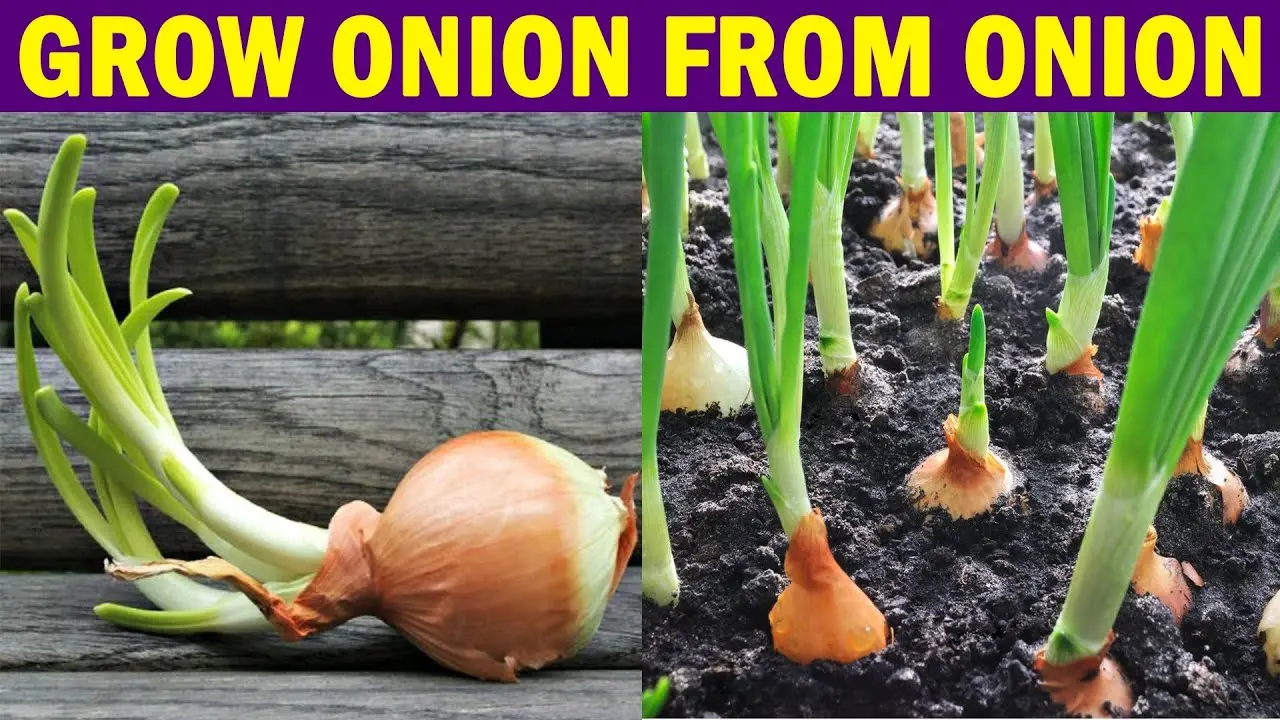 Nigella onion: how to grow (video tutorial and step by step instructions)