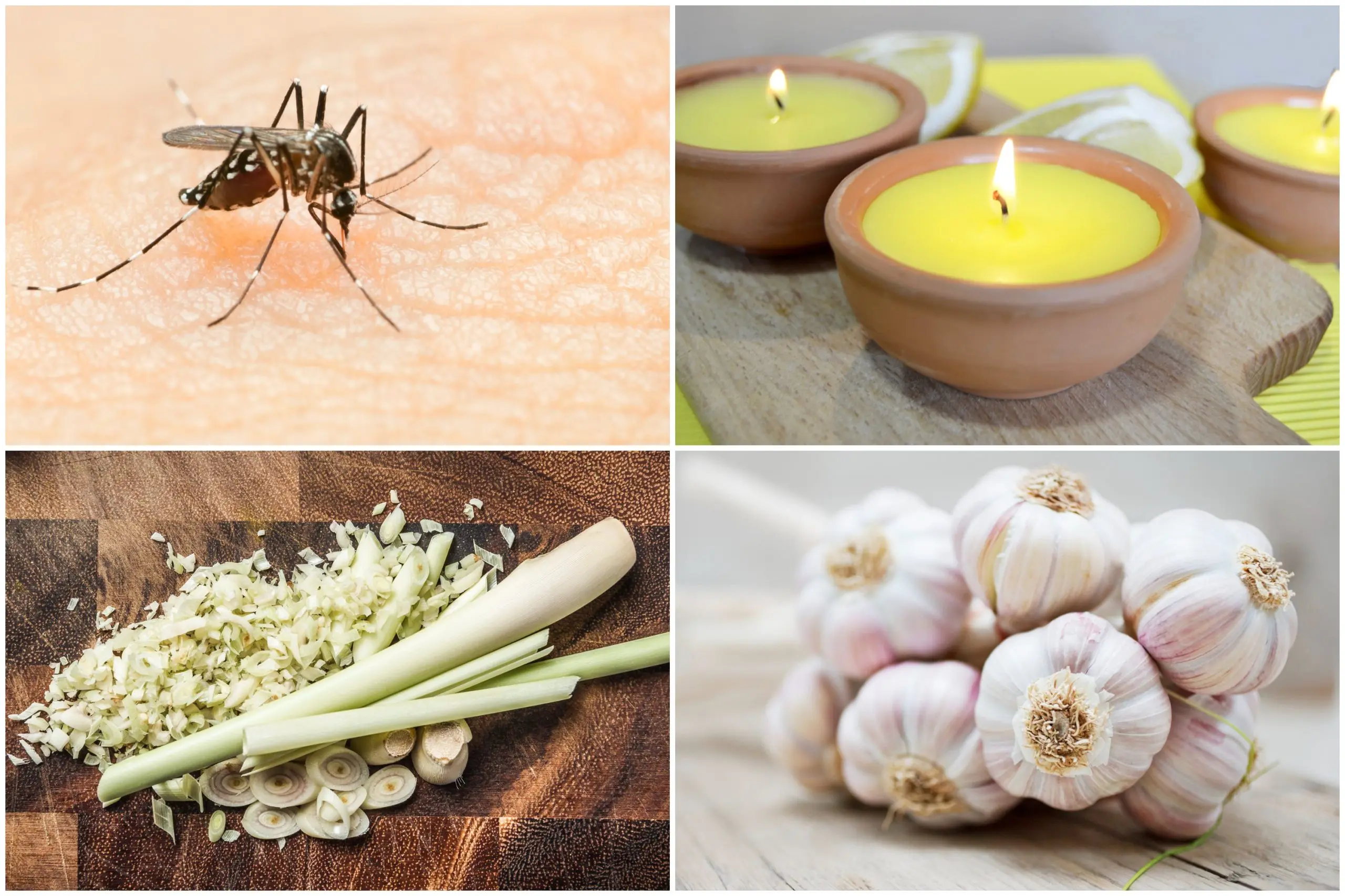 Nine natural ingredients that effectively repel mosquitoes