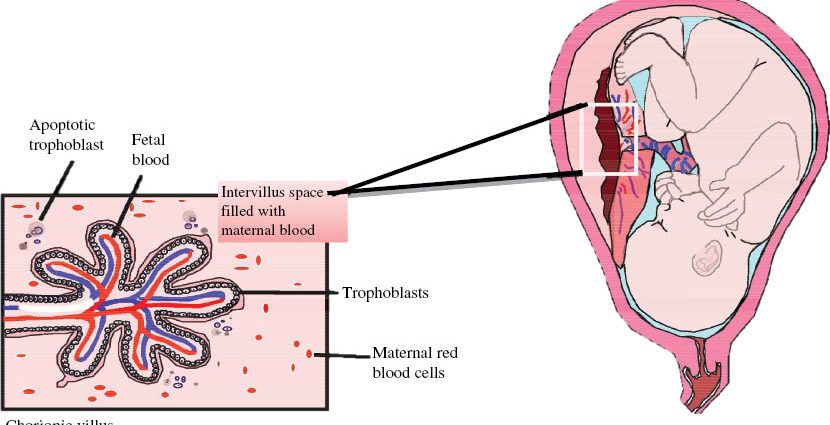 NIPT tests can detect severe fetal defects. When is it worth doing the test?