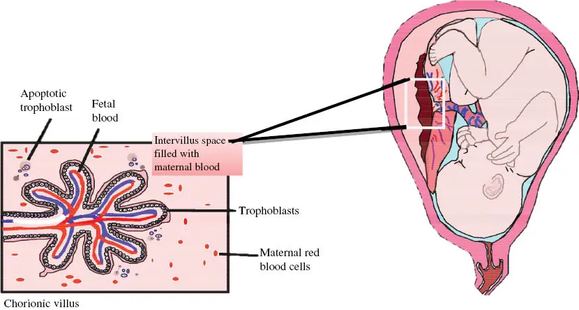 NIPT tests can detect severe fetal defects. When is it worth doing the test?