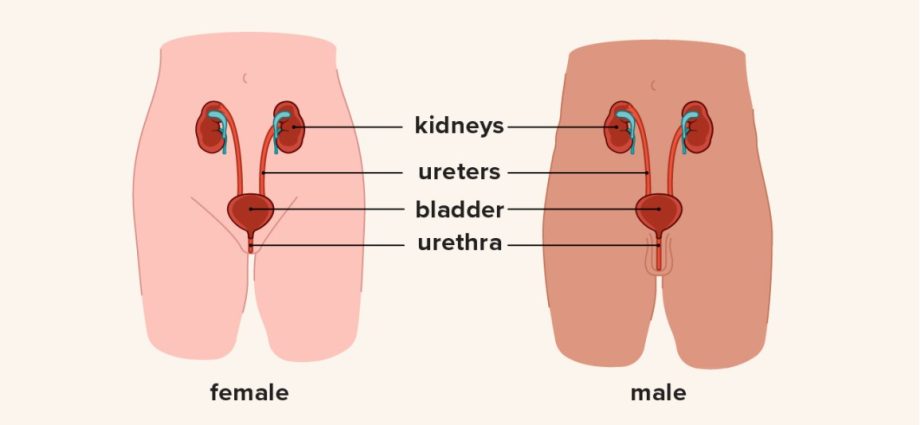 Nitrite in urine &#8211; causes and treatment