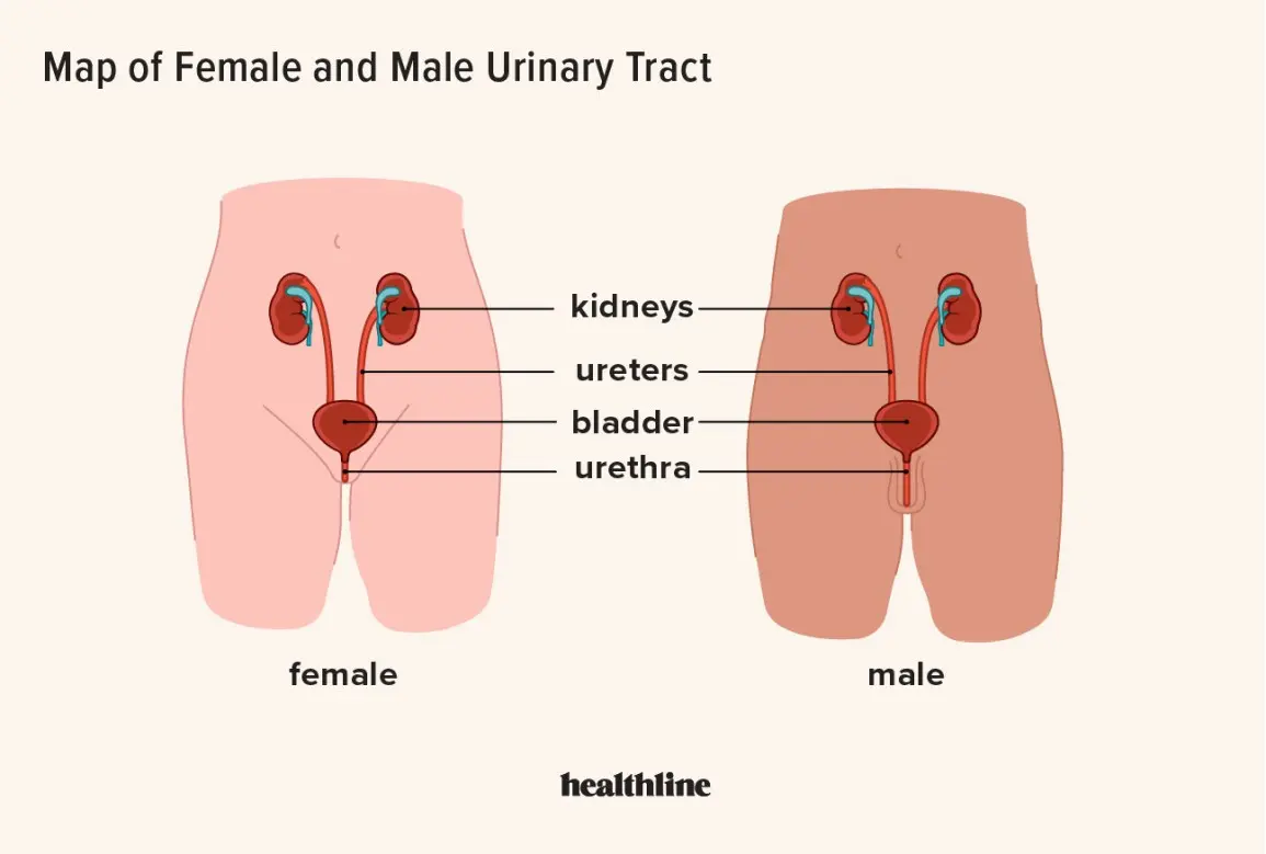 Nitrite in urine &#8211; causes and treatment