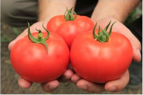 Nitrogen fertilizers for tomatoes