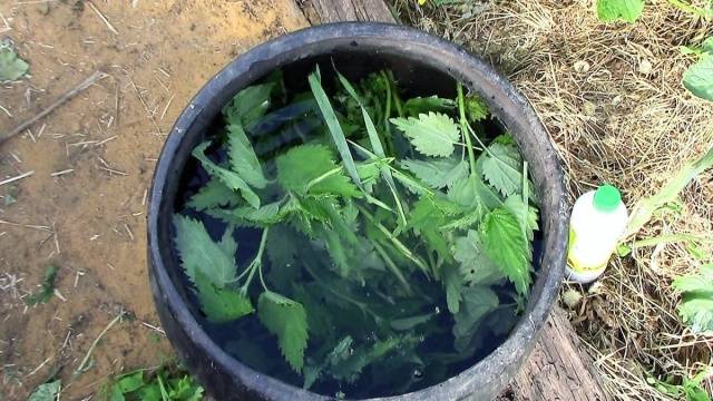 Nitrogen fertilizers for tomatoes