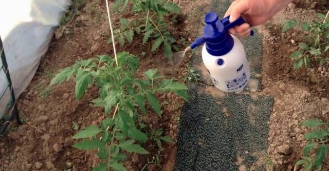 Nitrogen fertilizers for tomatoes