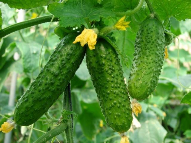 Nitrogen-potassium fertilizers for cucumbers