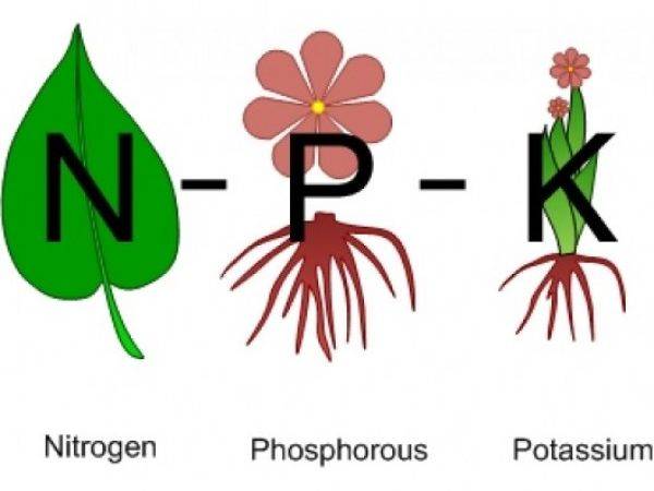 Nitrogen-potassium fertilizers for cucumbers