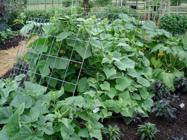 Nitrogen-potassium fertilizers for cucumbers