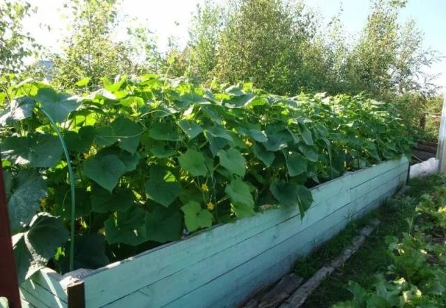 Nitrogen-potassium fertilizers for cucumbers