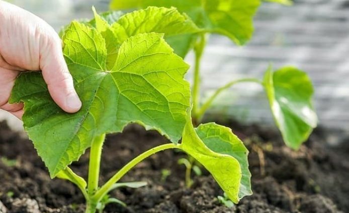 Nitrogen-potassium fertilizers for cucumbers