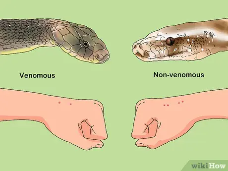 Nitroglycerin ointment to help treat snake bites