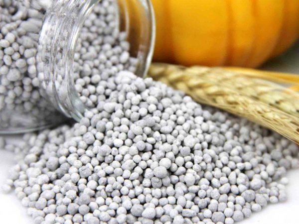 Nitrophoska fertilizer: application in the garden and vegetable garden