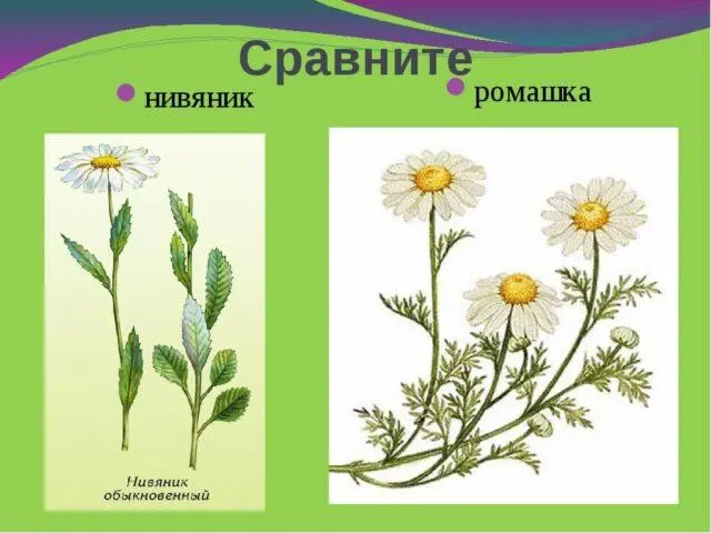 Nivyanik and chamomile: differences, similarities