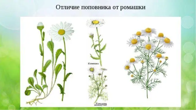 Nivyanik and chamomile: differences, similarities