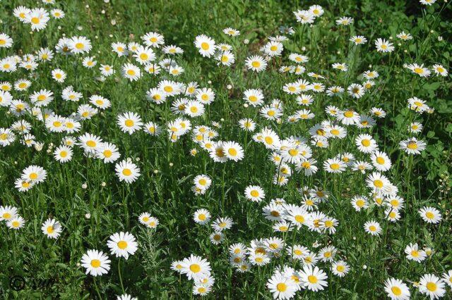 Nivyanik flower: what it looks like, planting and care in the open field, poisonous or not