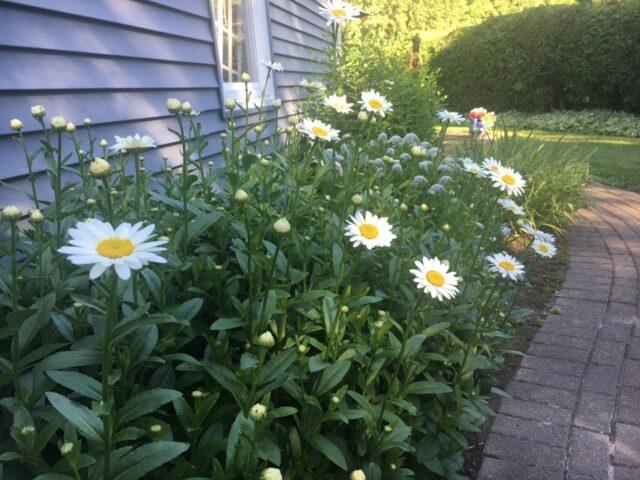 Nivyanik flower: what it looks like, planting and care in the open field, poisonous or not