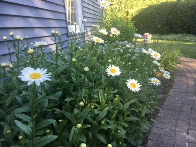 Nivyanik flower: what it looks like, planting and care in the open field, poisonous or not