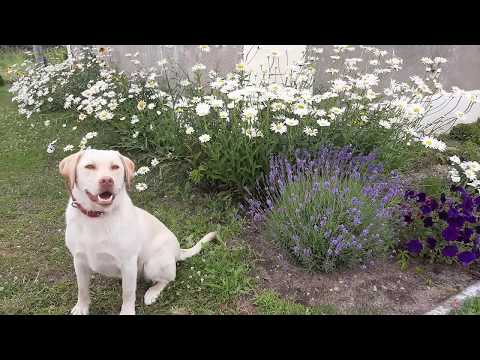 Nivyanik flower: what it looks like, planting and care in the open field, poisonous or not