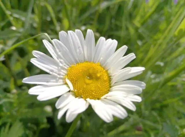 Nivyanik flower: what it looks like, planting and care in the open field, poisonous or not