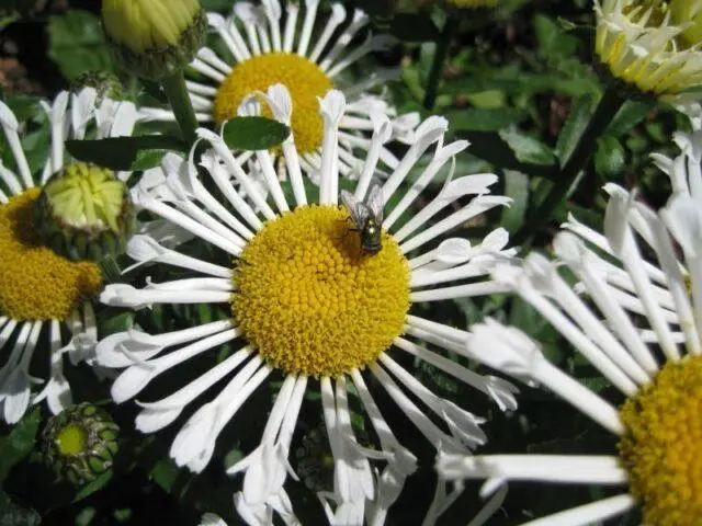 Nivyanik flower: what it looks like, planting and care in the open field, poisonous or not