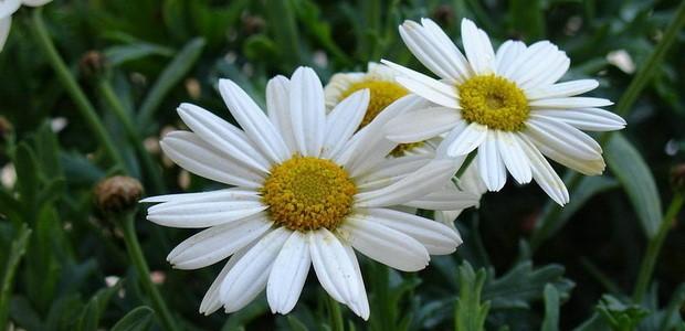 Nivyanik flower: what it looks like, planting and care in the open field, poisonous or not