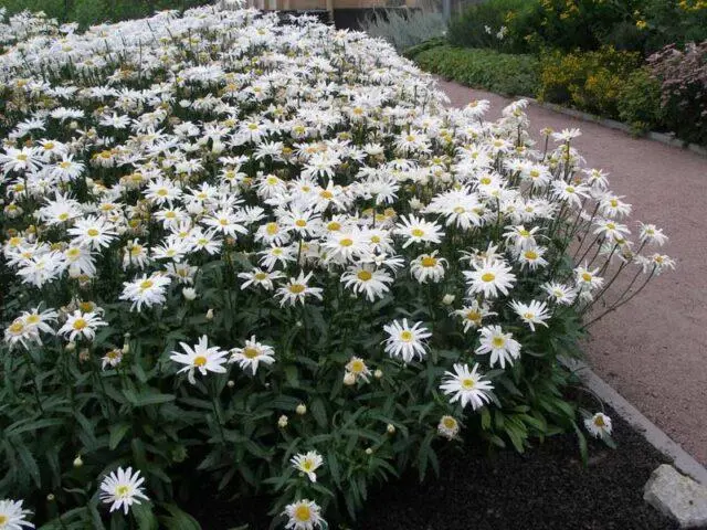 Nivyanik flower: what it looks like, planting and care in the open field, poisonous or not