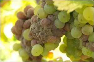 noble wine mold