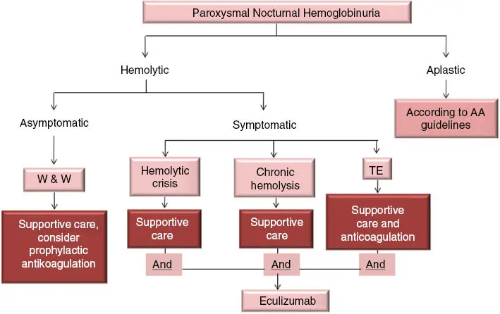 Nocturnal paroxysmal hemoglobinuria &#8211; causes, symptoms, treatment