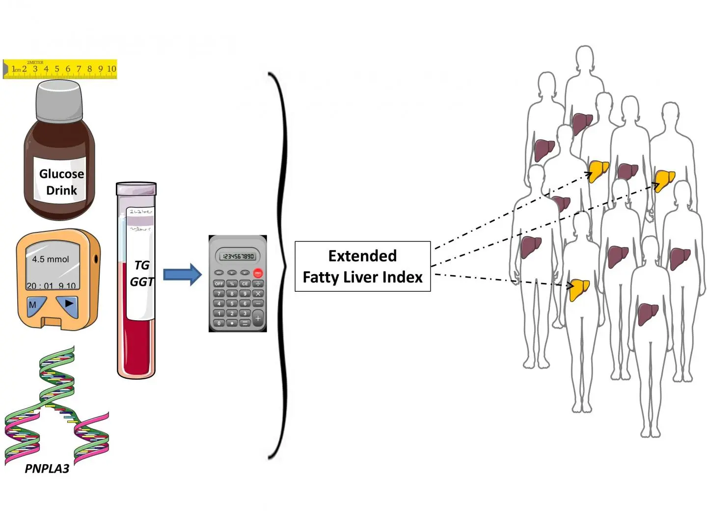 Non-alcoholic fatty liver disease is another epidemic in the XNUMXst century. Most Poles have never heard of him