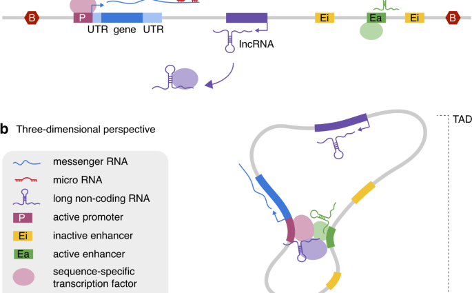 Non-coding DNA increases the risk of the wreath