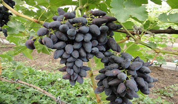 Non-covering grape varieties - types with photos and descriptions