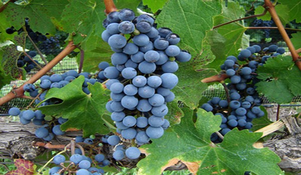 Non-covering grape varieties - types with photos and descriptions